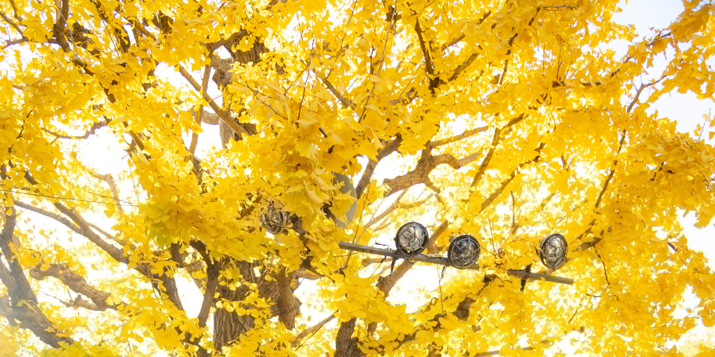 Tokyo: Wedding Photo Tour dengan 3 Lokasi & Pro Styling